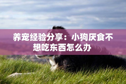 養寵經驗分享：小狗厭食不想吃東西怎么辦 