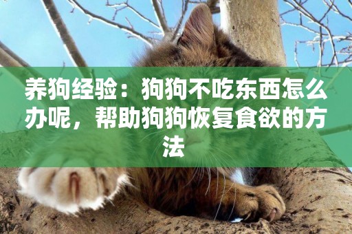 養狗經驗：狗狗不吃東西怎么辦呢，幫助狗狗恢復食欲的方法 