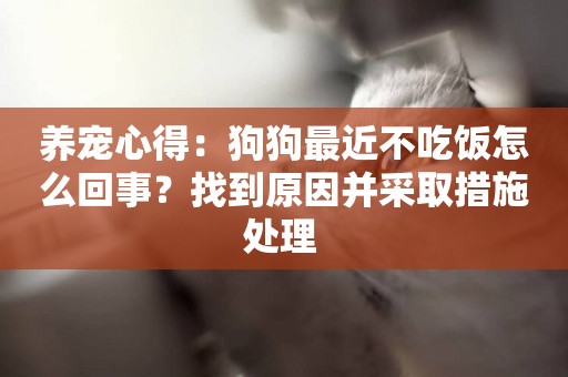 養寵心得：狗狗最近不吃飯怎么回事？找到原因并采取措施處理 
