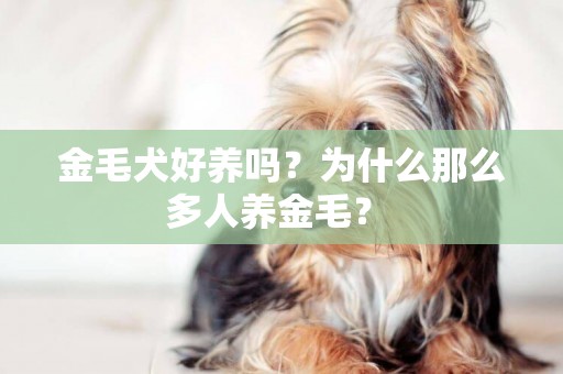 金毛犬好養嗎？為什么那么多人養金毛？ 