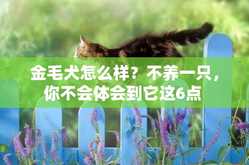 金毛犬怎么樣？不養一只，你不會體會到它這6點 