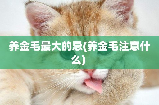 養金毛最大的忌(養金毛注意什么) 