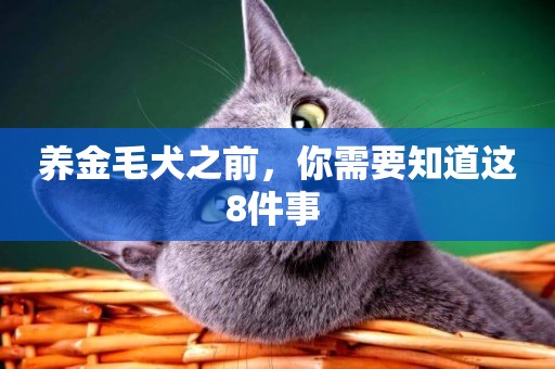 養金毛犬之前，你需要知道這8件事 