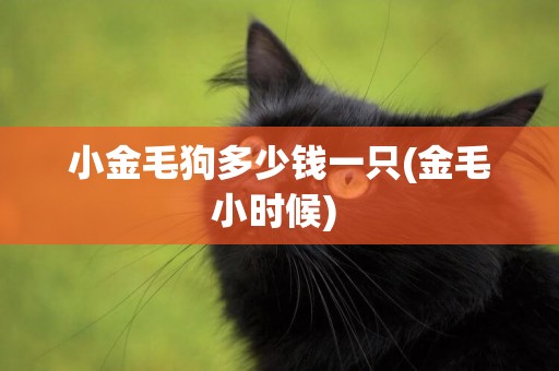 小金毛狗多少錢一只(金毛小時候) 