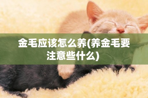 金毛應該怎么養(養金毛要注意些什么) 