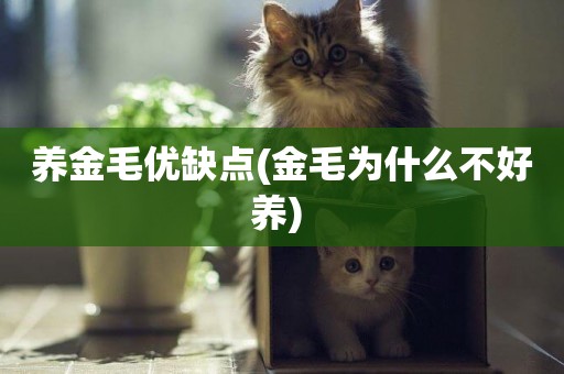 養金毛優缺點(金毛為什么不好養) 