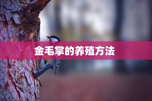金毛掌的養殖方法 
