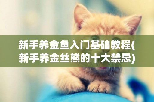 新手養金魚入門基礎教程(新手養金絲熊的十大禁忌) 