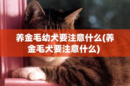 養金毛幼犬要注意什么(養金毛犬要注意什么) 