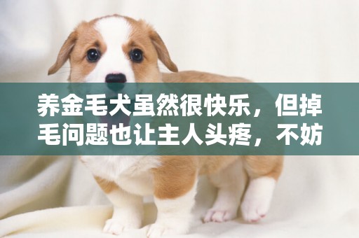 養金毛犬雖然很快樂，但掉毛問題也讓主人頭疼，不妨這么做試試 
