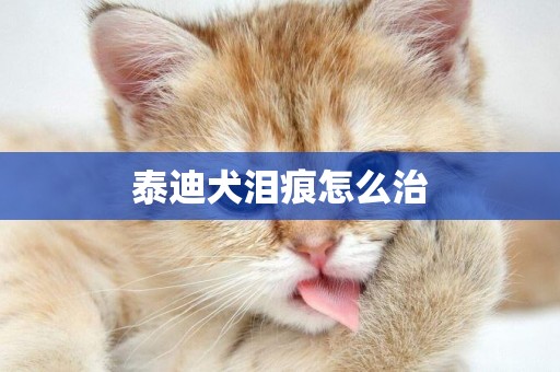 泰迪犬淚痕怎么治