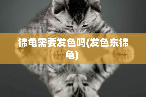 錦龜需要發色嗎(發色東錦龜) 