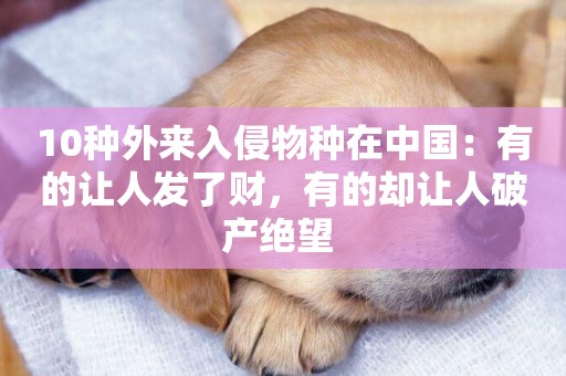 10種外來入侵物種在中國：有的讓人發了財，有的卻讓人破產絕望 