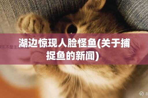 湖邊驚現人臉怪魚(關于捕捉魚的新聞) 
