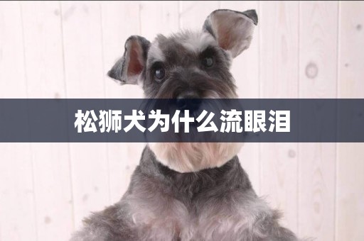 松獅犬為什么流眼淚