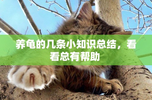 養龜的幾條小知識總結，看看總有幫助 
