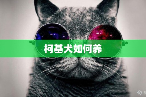 柯基犬如何養