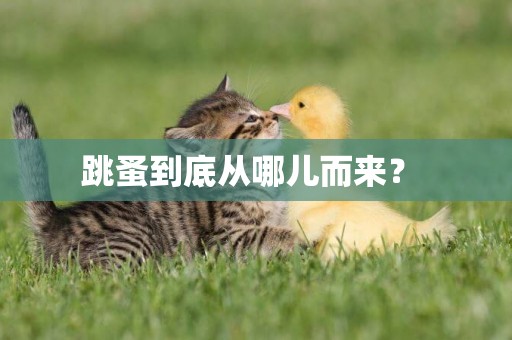 跳蚤到底從哪兒而來？ 