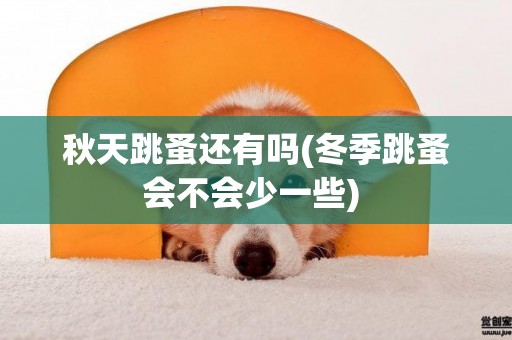 秋天跳蚤還有嗎(冬季跳蚤會不會少一些) 