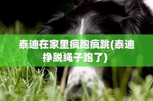 泰迪在家里瘋跑瘋跳(泰迪掙脫繩子跑了) 