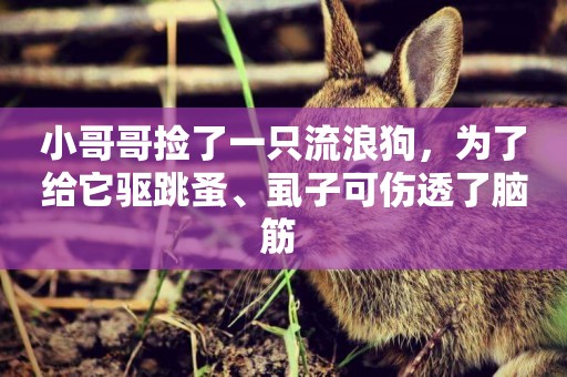 小哥哥撿了一只流浪狗，為了給它驅跳蚤、虱子可傷透了腦筋 