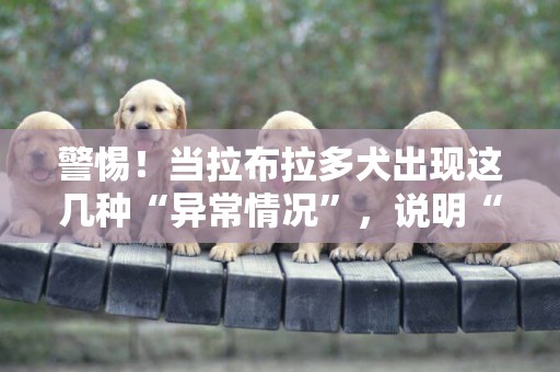 警惕！當拉布拉多犬出現這幾種“異常情況”，說明“跳蚤”很多 