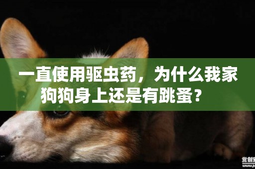 一直使用驅蟲藥，為什么我家狗狗身上還是有跳蚤？ 