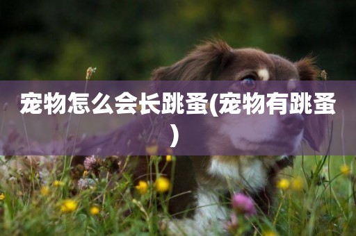 寵物怎么會長跳蚤(寵物有跳蚤) 
