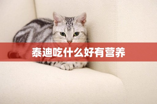 泰迪吃什么好有營養