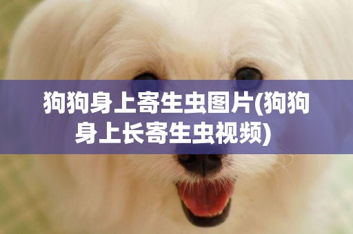 狗狗身上寄生蟲圖片(狗狗身上長寄生蟲視頻) 