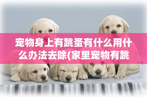 寵物身上有跳蚤有什么用什么辦法去除(家里寵物有跳蚤怎么清除最方便有效) 
