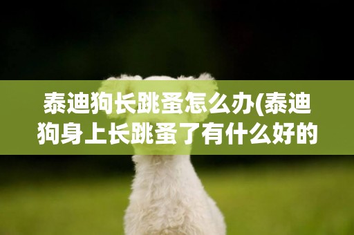泰迪狗長跳蚤怎么辦(泰迪狗身上長跳蚤了有什么好的辦法) 