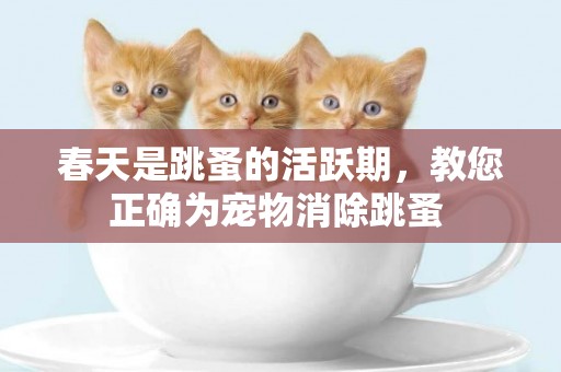 春天是跳蚤的活躍期，教您正確為寵物消除跳蚤 