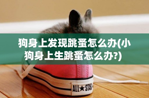 狗身上發現跳蚤怎么辦(小狗身上生跳蚤怎么辦?) 