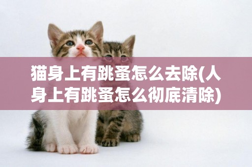 貓身上有跳蚤怎么去除(人身上有跳蚤怎么徹底清除) 