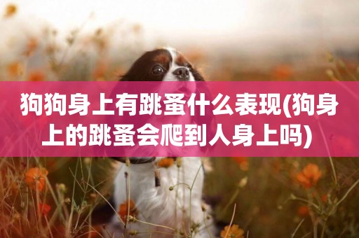 狗狗身上有跳蚤什么表現(狗身上的跳蚤會爬到人身上嗎) 
