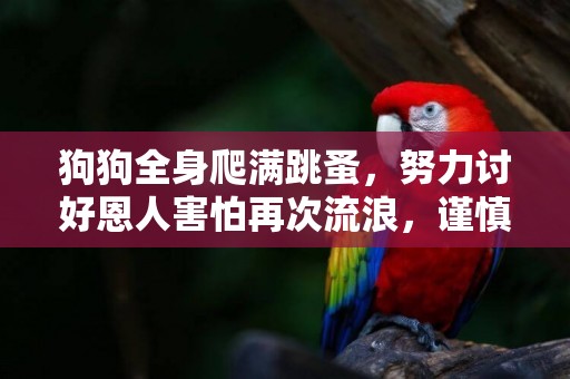 狗狗全身爬滿跳蚤，努力討好恩人害怕再次流浪，謹慎的樣子好可憐 