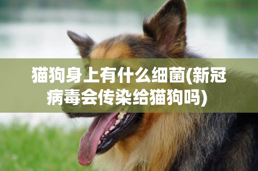貓狗身上有什么細菌(新冠病毒會傳染給貓狗嗎) 