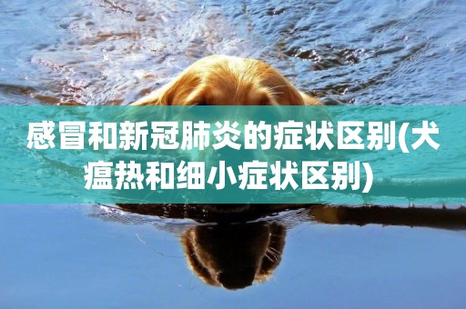 感冒和新冠肺炎的癥狀區別(犬瘟熱和細小癥狀區別) 