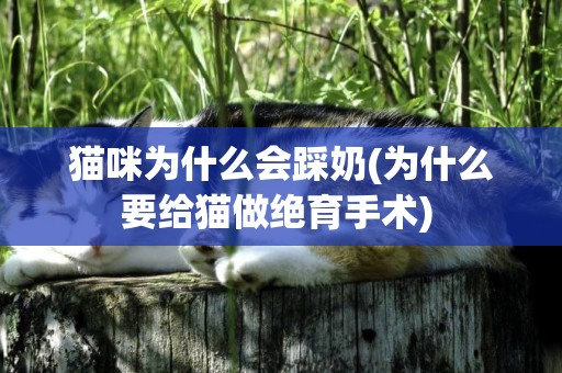貓咪為什么會踩奶(為什么要給貓做絕育手術) 