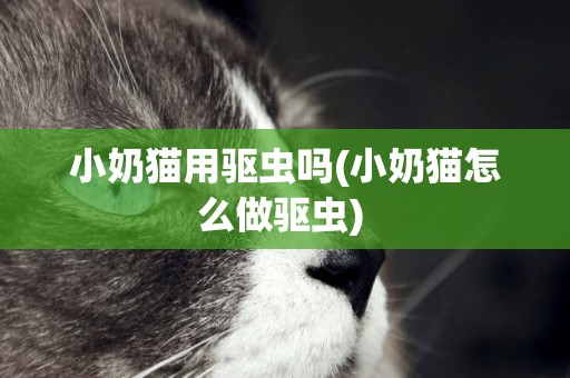 小奶貓用驅蟲嗎(小奶貓怎么做驅蟲) 