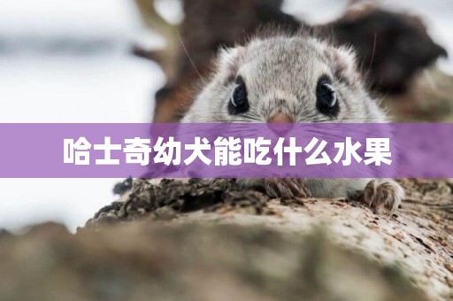 哈士奇幼犬能吃什么水果