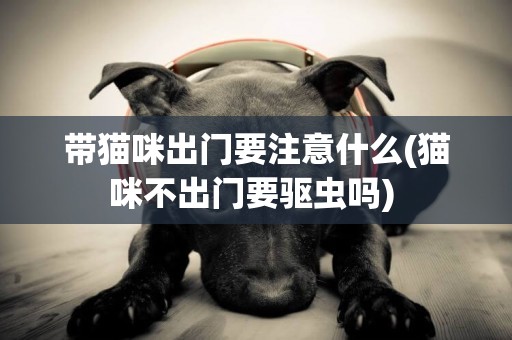 帶貓咪出門要注意什么(貓咪不出門要驅蟲嗎) 
