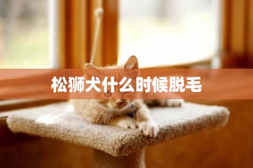 松獅犬什么時候脫毛