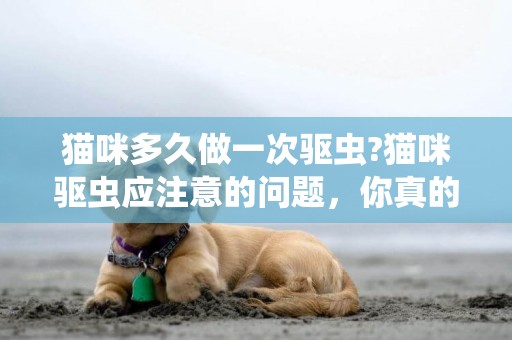 貓咪多久做一次驅蟲?貓咪驅蟲應注意的問題，你真的知道嗎? 