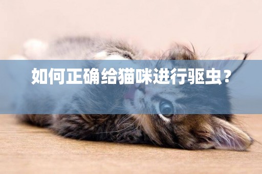 如何正確給貓咪進行驅蟲？ 