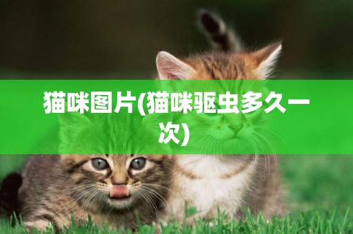 貓咪圖片(貓咪驅蟲多久一次) 