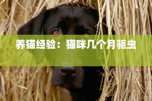 養貓經驗：貓咪幾個月驅蟲 