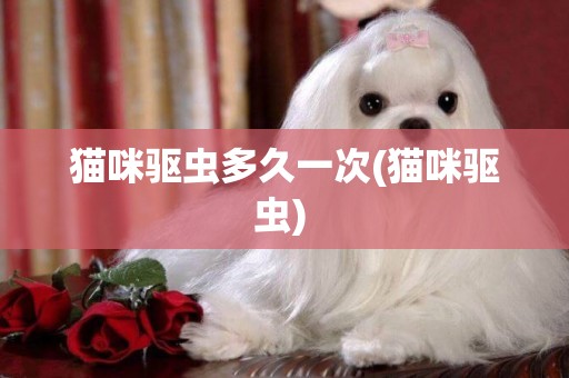 貓咪驅蟲多久一次(貓咪驅蟲) 