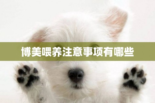 博美喂養注意事項有哪些